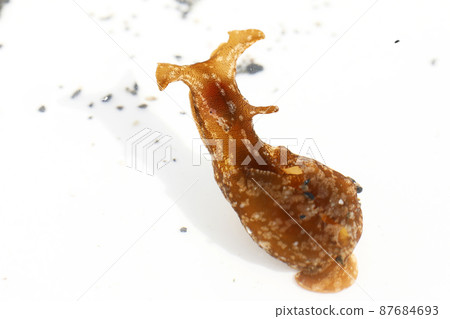 Aplysia Aplysia 87684693