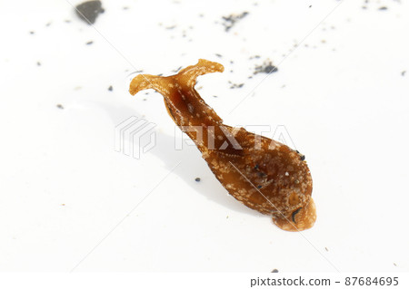 海兔 海兔 87684695