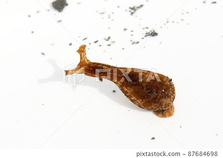 海兔 海兔 87684698