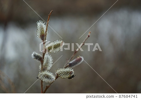 河邊的柳樹小狗 87684741