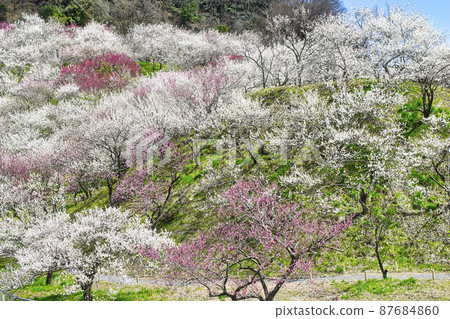 東京都八王子市高尾梅鄉 Kogesawa Plum Grove 東京都八王子市高尾梅鄉 Kogesawa Plum Grove 87684860