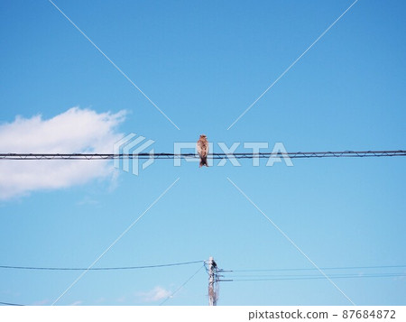 Black kite resting on an electric wire Black kite resting on an electric wire 87684872