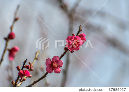 Plum blossom Plum blossom 87684957