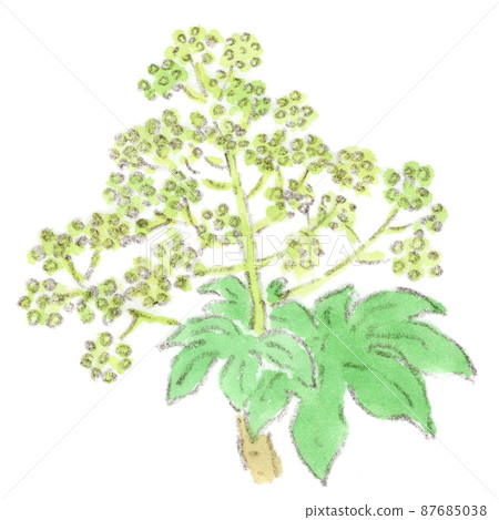 紙植物果實的水彩插圖，從冬天到早春的花朵 87685038