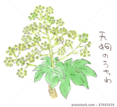 紙植物果實的水彩插圖，從冬天到早春的花朵 87685039