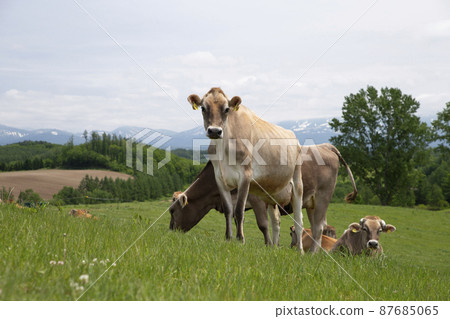 Pasture 87685065