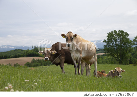 Pasture Pasture 87685067