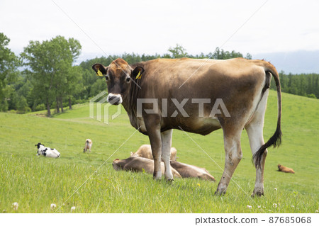 Pasture 87685068