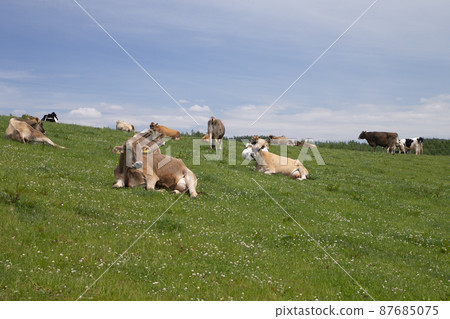 Pasture 87685075