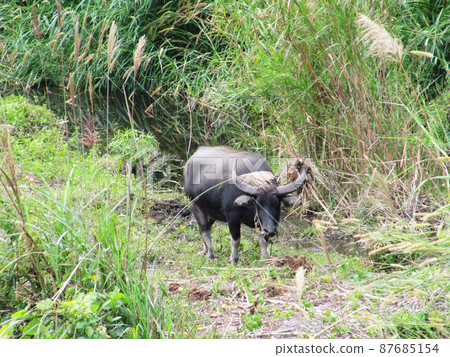 Nantou, Shuili, Shuili, Puli, Sun Moon Lake, Kito, Kohanten 87685154