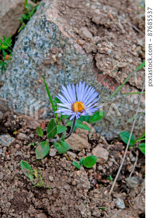 Aster souliei, Aster souliei, 菊科, 在中國青海省拉托里山口開花 87685537