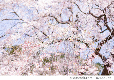 [日本]青梅市，盛開的垂枝櫻花 87686266