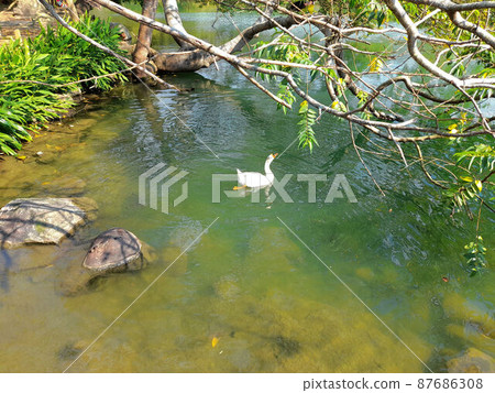 苗栗、南莊、三灣、獅子頭山、泰安 苗栗、南莊、三灣、獅子頭山、泰安 87686308