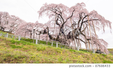 Early morning Miharu Takizakura Fukushima Prefecture 87686433