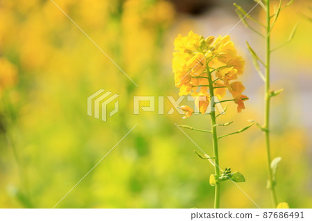 強姦開花 強姦開花 87686491