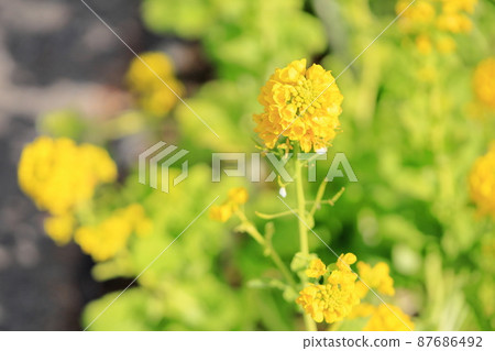強姦開花 87686492