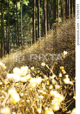 Yakimoriyama mitsumata羊群 87686703