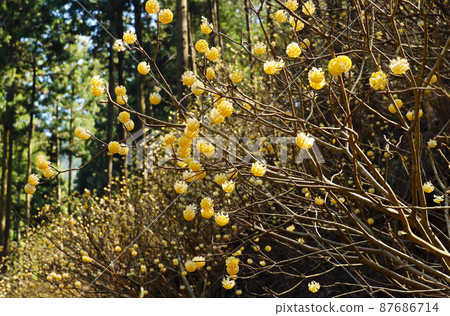 Yakimoriyama mitsumata羊群 87686714