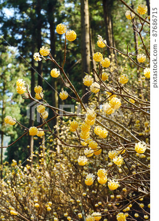 烤森山光俁殖民地光俁花 87686715