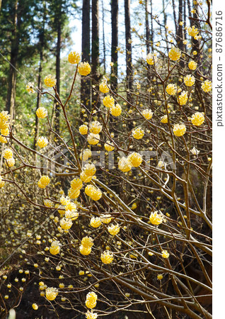 Yakimoriyama mitsumata flock 87686716