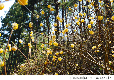 Yakimoriyama mitsumata羊群 Yakimoriyama mitsumata羊群 87686717