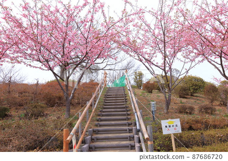 渚公園（江戶川區南笠西）觀景台山，河津櫻花盛開 87686720