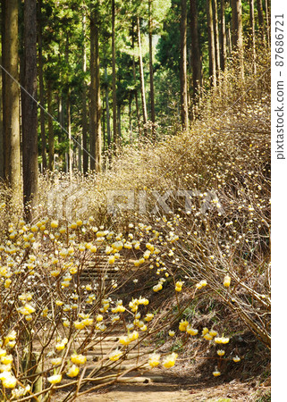 Yakimoriyama mitsumata羊群 Yakimoriyama mitsumata羊群 87686721