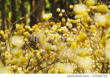 烤森山光俁殖民地光俁花 87686726