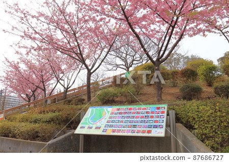 渚公園(江戶川區南笠西)觀景台山,河津櫻花盛開 渚公園(江戶川區南笠西)觀景台山,河津櫻花盛開 87686727