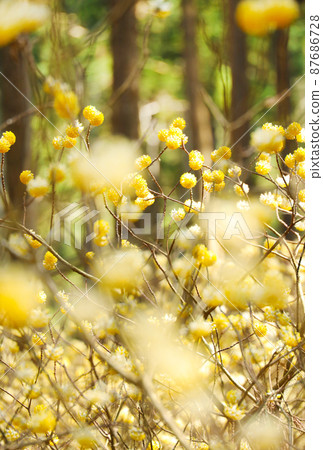 烤森山光俁殖民地光俁花 烤森山光俁殖民地光俁花 87686728