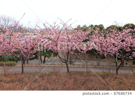 Nagisa Park (Minamikasai, Edogawa-ku) Observatory Hill, Kawazu Sakura in full bloom Nagisa Park (Minamikasai, Edogawa-ku) Observatory Hill, Kawazu Sakura in full bloom 87686734