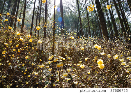 Yakimoriyama mitsumata flock Yakimoriyama mitsumata flock 87686735