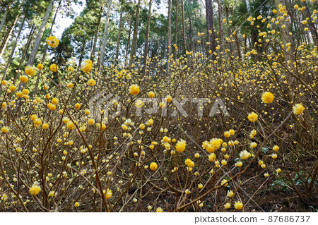 Yakimoriyama mitsumata羊群 87686737