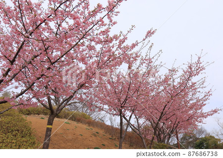 渚公園（江戶川區南笠西）觀景台山，河津櫻花盛開 87686738