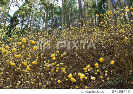 Yakimoriyama mitsumata flock 87686740