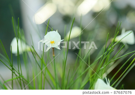 Primitive seeds flowers Primitive seeds flowers 87687076