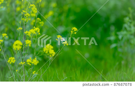 Monstrochium that stops at rape blossoms Monstrochium that stops at rape blossoms 87687078