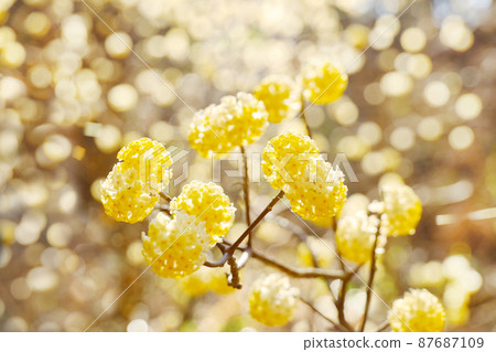 Mitumata flowers 87687109