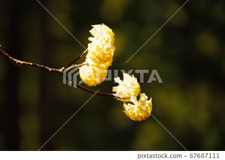 Mitumata花 Mitumata花 87687111