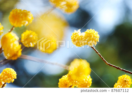 Mitumata花 87687112