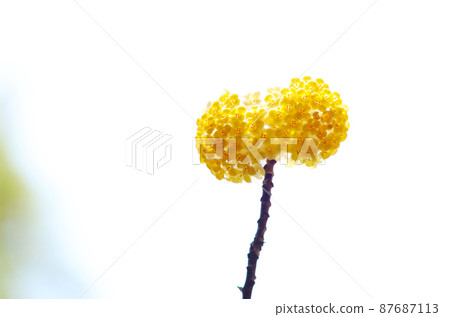 Mitumata花 Mitumata花 87687113