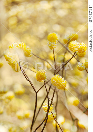 Mitumata花 87687114