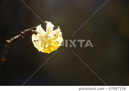 Mitumata花 87687116