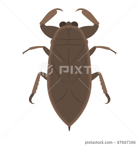 Illustration of a turtle Illustration of a turtle 87687166