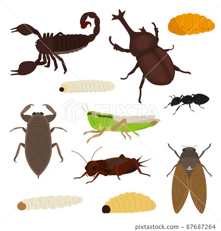 Illustration set of edible insects 87687264