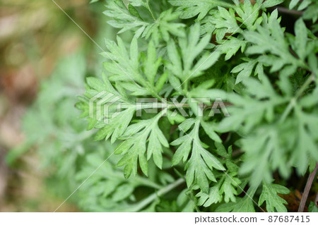 Spring mugwort (Mugwort) Spring mugwort (Mugwort) 87687415