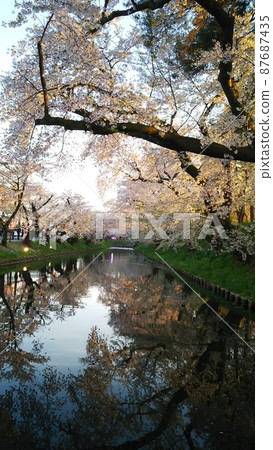 Aomori Hirosaki Cherry Blossom Festival celebrating the arrival of spring Aomori Hirosaki Cherry Blossom Festival celebrating the arrival of spring 87687435