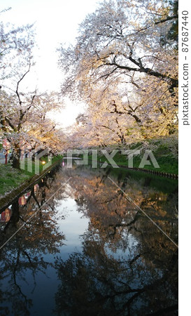 Aomori Hirosaki Cherry Blossom Festival celebrating the arrival of spring Aomori Hirosaki Cherry Blossom Festival celebrating the arrival of spring 87687440