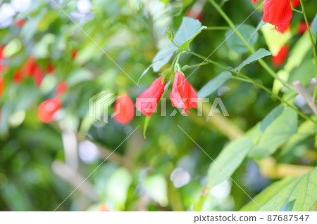 UNAZUKI Flower Flower Flower 87687547