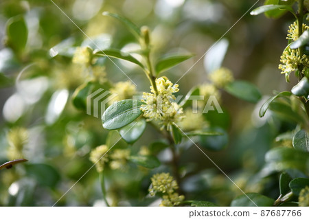 Boxwood flowers Boxwood flowers 87687766